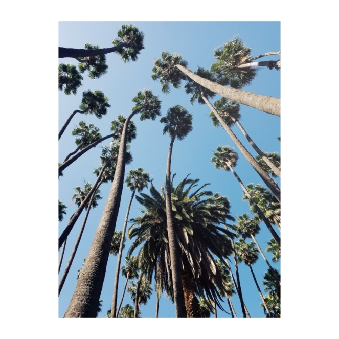 Palm Trees Riverside California